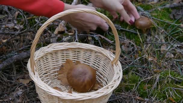 Paddestoel in het bos. Een meisje snijdt een paddestoel met een mes en zet in de mand. Close-up. Herfst weer. — Stockvideo