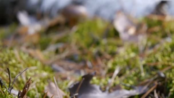 Pilz im Wald. zoomt die Kamera auf den Pilz. Herbstwetter. Nahaufnahme. — Stockvideo