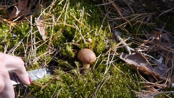 Cogumelo na floresta. A rapariga limpa a boca com uma faca. Tempo de outono. Close-up . — Vídeo de Stock