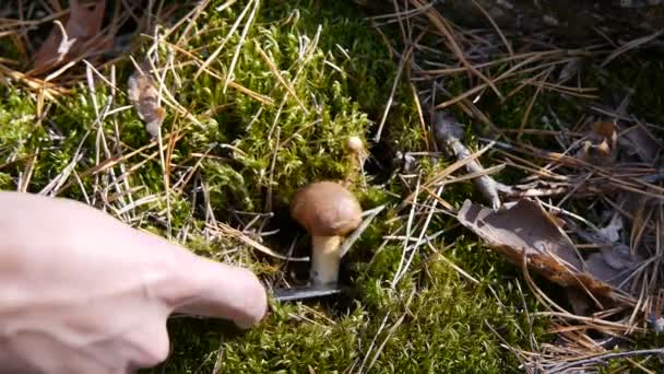 Cogumelo na floresta. Uma rapariga corta um cogumelo com uma faca. Close-up . — Vídeo de Stock