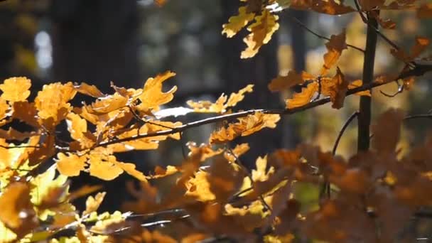 Gele bladeren in het bos. Camera Schuif van rechts naar links. — Stockvideo