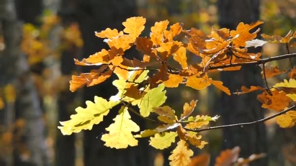 Folhas amarelas na floresta. Deslize da direita para a esquerda. Close-up . — Vídeo de Stock