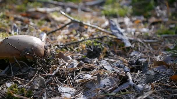 森林里的大蘑菇相机从左到右滑动。秋天的天气。特写. — 图库视频影像