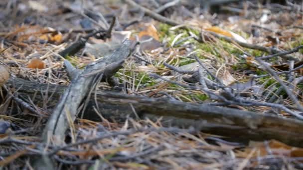 Trois champignons dans la forêt. Glissière de droite à gauche. Forêt d'automne. Gros plan . — Video