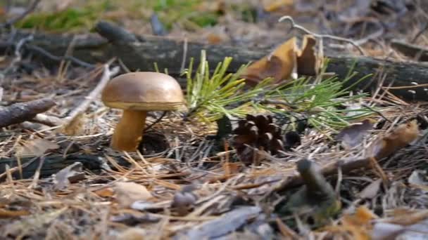 Tre svampar i skogen. Kamera bild från vänster till höger. Höst skog. Närbild. — Stockvideo