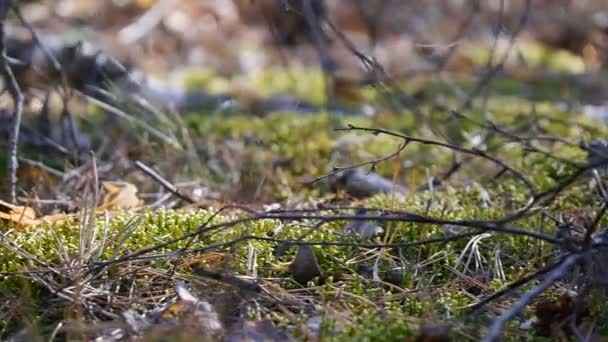 Amanita im Wald. Pilz. Kamerarutsche von rechts nach links. Herbstwald. Nahaufnahme. — Stockvideo