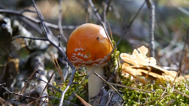 森林里的阿玛尼塔蘑菇。秋天森林. — 图库视频影像