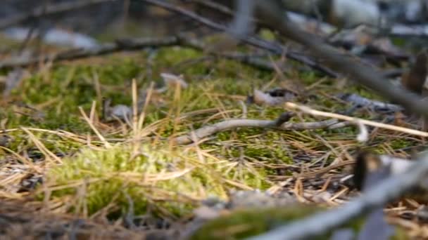 Två Amanita i skogen. Svamp. Höst skog. Närbild. — Stockvideo