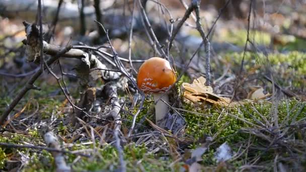 Amanita in the forest. Mushroom. The camera zooms in on a close-up. Autumn forest. — Stock Video