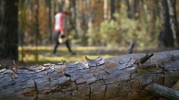 Dziewczyna zbiera grzyby w lesie. Rozmycie drzewa na pierwszym planie. Slajd kamery od lewej do prawej. — Wideo stockowe