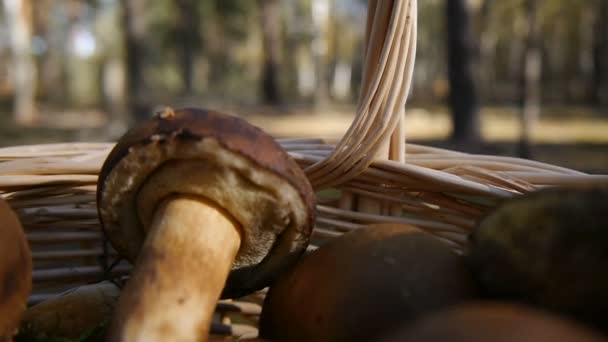 Paddestoelen in de mand. Inside View. — Stockvideo