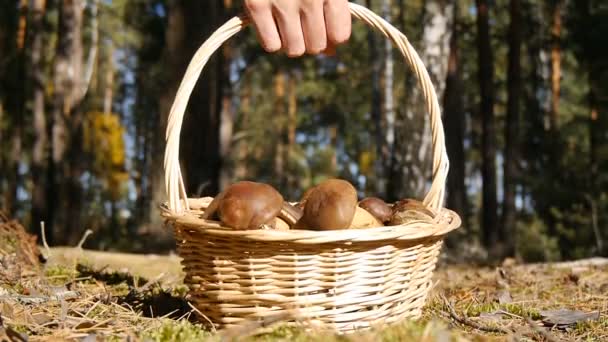 Uma mão pega uma cesta de cogumelos . — Vídeo de Stock