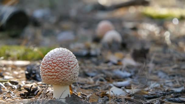 Three amanita in the forest. Mushroom. Defocus Close-up. — Stock Video