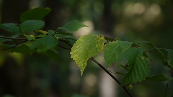 Close-up. Groen blad. Bladeren beven iets in de wind op dunne zwarte boom tak tegen wazig groen gazon. — Stockvideo
