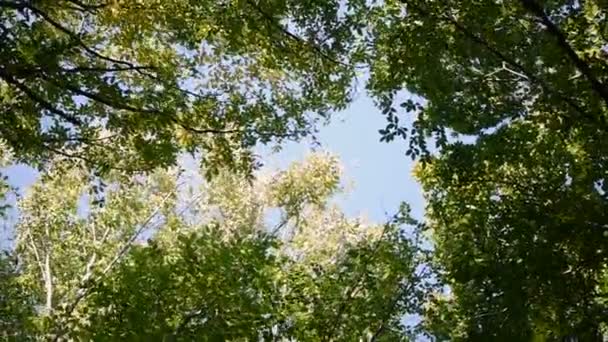 Treetops céu. Vista de árvores altas ensolaradas rotação no lugar na floresta. câmera lenta usada . — Vídeo de Stock