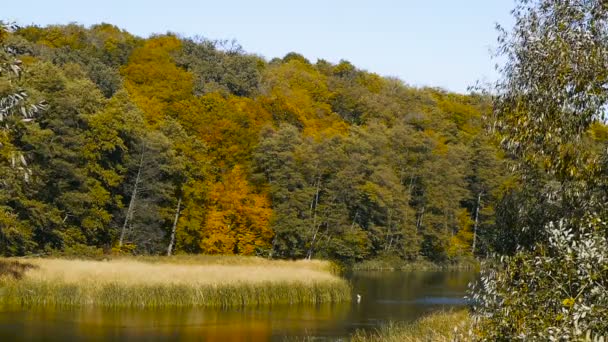 Великолепный осенний пейзаж с озером и деревьями . — стоковое видео