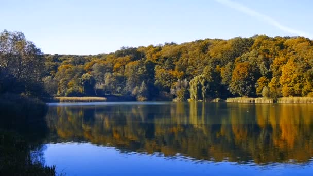 Panorama över ett stort vackert höst landskap med sjö och träd. — Stockvideo