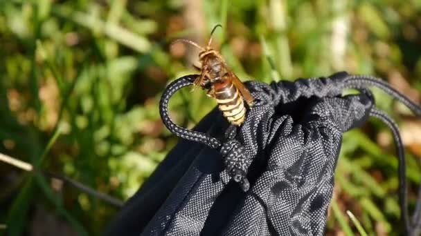 大黄蜂头上的大尖牙或下巴。宏观摄影一件昆虫黄色夹克. — 图库视频影像