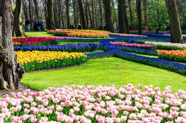 çeşitli renkli çiçekler açan güneşe flowerbed ağaçları ile ışıklı.