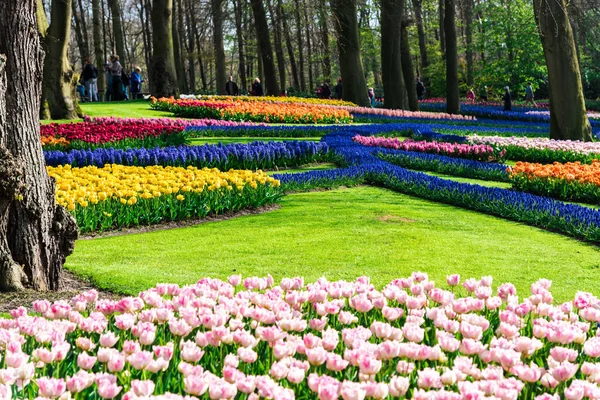 Çeşitli Renkli Çiçekler Açan Güneşe Flowerbed Ağaçları Ile Işıklı — Stok fotoğraf