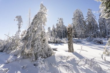ağaçlar güneş ışığı altında tepede görünümü kar kaplı