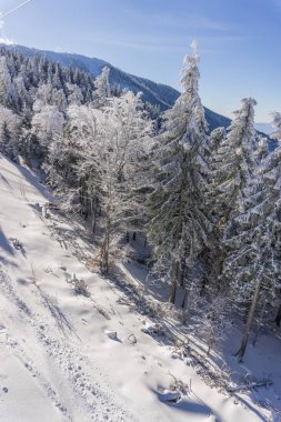 karlı dağ orman ağaçları karla kaplı