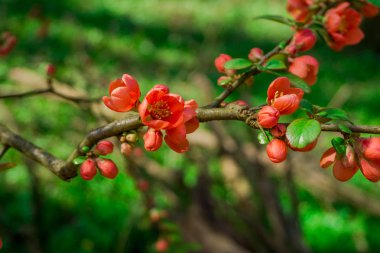 İnanılmaz renkli çiçek açan çiçekler yakın çekim 
