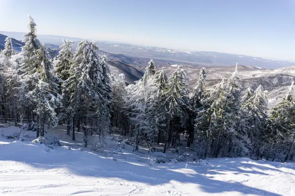Schneebedeckter Bergwald Bäume Mit Schnee Bedeckt — Stockfoto