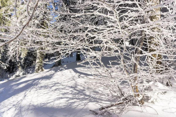 Ήλιος Φωτιζόμενο Δέντρα Κλάδοι Που Καλύπτονται Χιόνι — Φωτογραφία Αρχείου