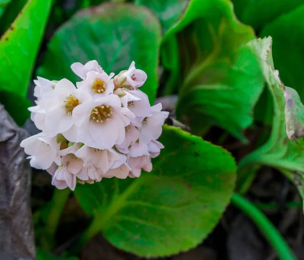 Close Amazing Colorful Blooming Flowers — Stock Photo, Image