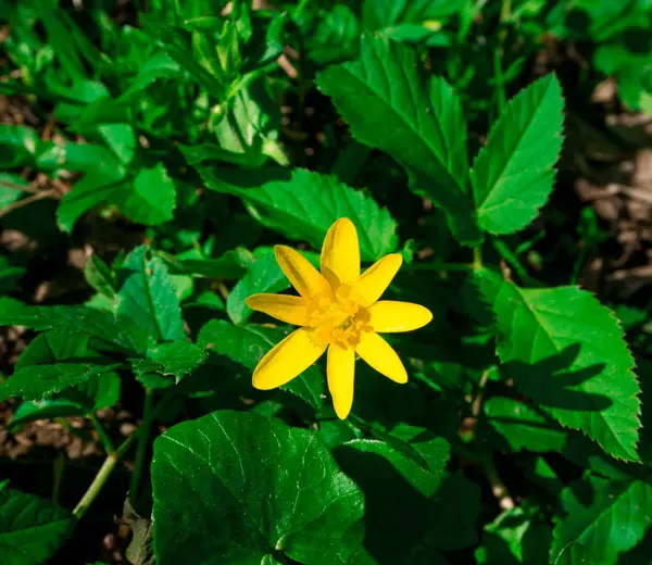 Close Flor Florescendo Colorido Incrível — Fotografia de Stock