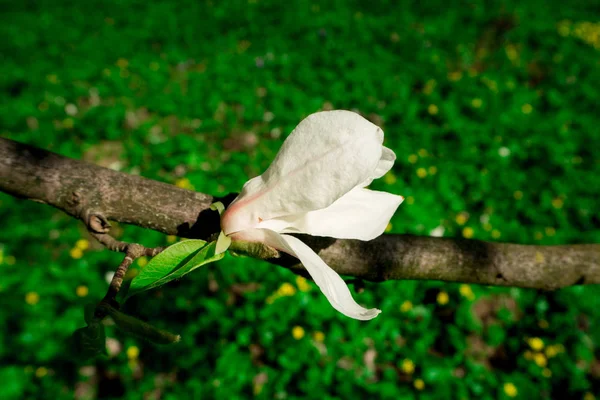 Close Shot Magnolia Flower Sunlight — Stock Photo, Image