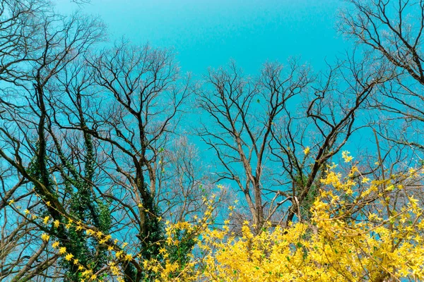 Árvores Flores Amarelas Florescendo Com Céu Azul — Fotografia de Stock