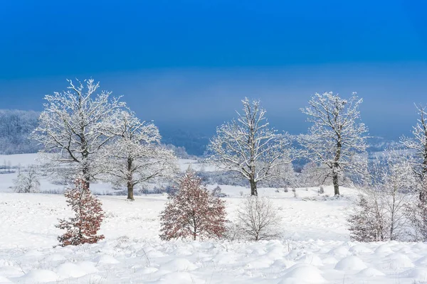 Cena Inverno Com Árvores Foscas Terra Coberta Neve — Fotografia de Stock
