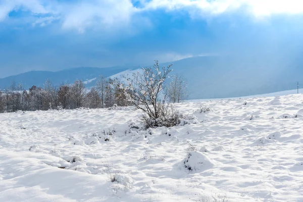 çalılar uzak dağlar ve bulutlu gökyüzü ile karlı tepe üzerinde