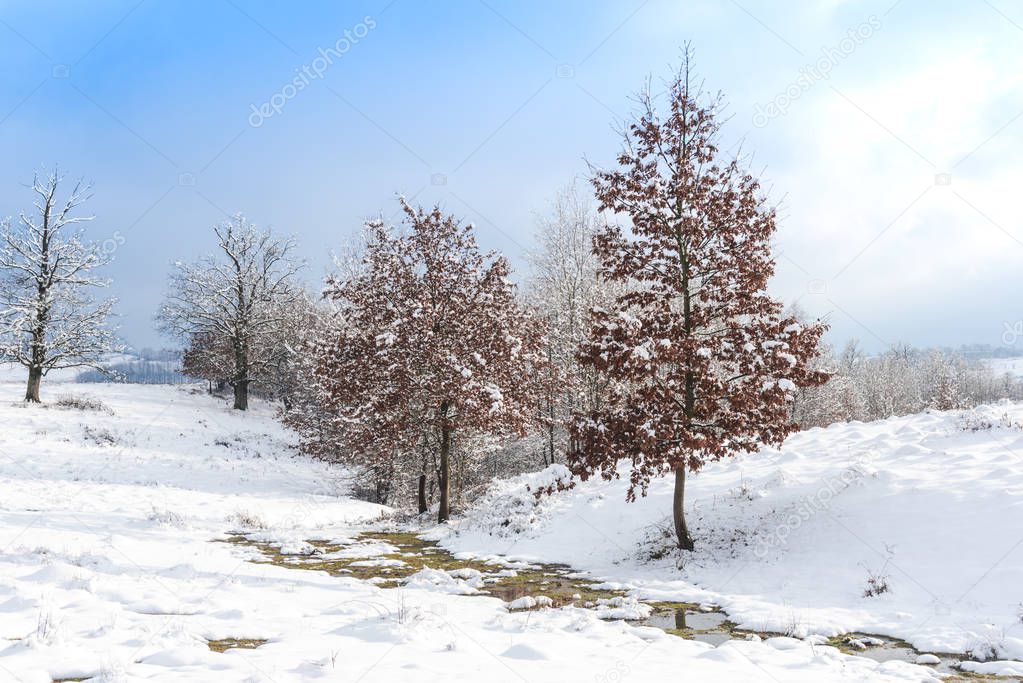 winter scene with frosted trees on snowcapped land