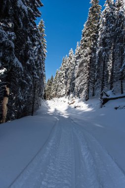 Çam ağaçları ve bulutlu gökyüzü arka plan şaşırtıcı doğa manzaralı