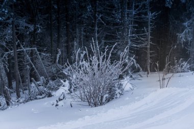 Karla kaplı çıplak ağaçlar ve dalları kış orman