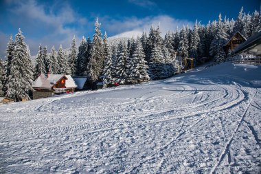 Çam ağaçları ve bulutlu gökyüzü arka plan şaşırtıcı doğa manzaralı