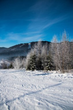 ağaçlar güneş ışığı altında tepede görünümü kar kaplı