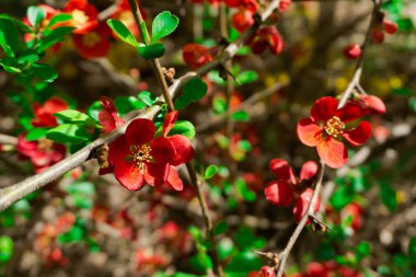 İnanılmaz renkli çiçek açan çiçekler yakın çekim