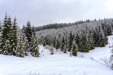Çam ağaçları ve bulutlu gökyüzü arka plan şaşırtıcı doğa manzaralı