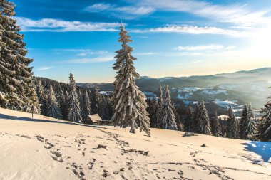 Çam ağaçları ve bulutlu gökyüzü arka plan şaşırtıcı doğa manzaralı
