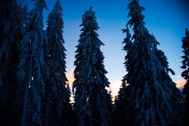 Çam ağaçları ve bulutlu gökyüzü arka plan şaşırtıcı doğa manzaralı