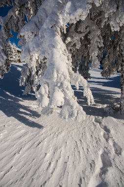 Karla kaplı çıplak ağaçlar ve dalları kış orman