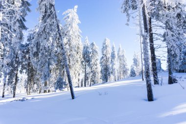 ağaçlar güneş ışığı altında tepede görünümü kar kaplı