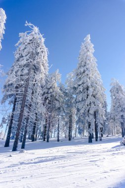 ağaçlar güneş ışığı altında tepede görünümü kar kaplı