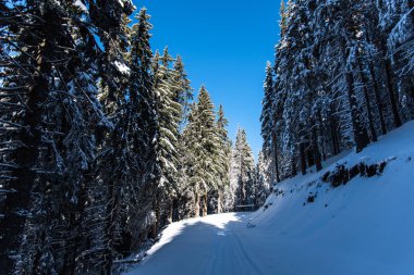 Çam ağaçları ve bulutlu gökyüzü arka plan şaşırtıcı doğa manzaralı