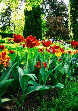 Şaşırtıcı ihale çiçek açan çiçekler yakın çekim