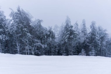 kış sahne, karla kaplı çam ağaçları